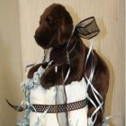 Labrador Puppy Diaper Cake